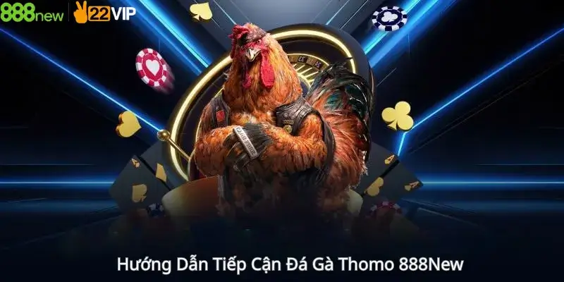 Hướng Dẫn Tiếp Cận Đá Gà Thomo 888New
